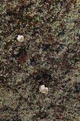 Pieces of hatched eggshells lying on the ground in summer.