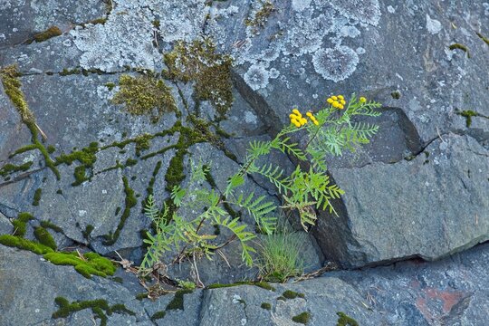 Closeup of yellow flower at rocky seashore in summer.