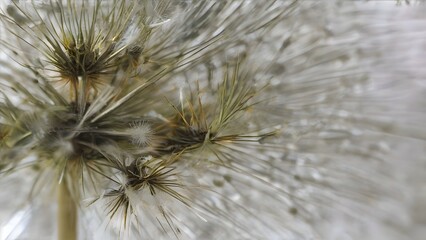 Dandelion Seed Head Closeup Macro Nature Detail Fluffy Fragile Seed Dispersal