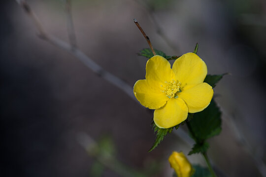 Single yellow japanese kerria with dark bokeh background and empty space