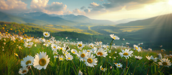 A field of white flowers with the sun shining on them. Beautiful summer natural landscape background - Powered by Adobe