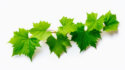 Green leaves on white surface