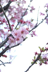 Cherry blossoms or sakura flowers in Shibuya Tokyo Japan