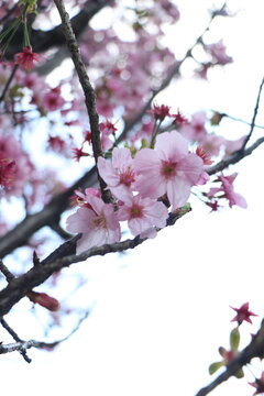Cherry blossoms or sakura flowers in Shibuya Tokyo Japan
