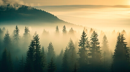 View of forest with foggy sky and sun