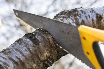 Pruning fruit trees garden with a hacksaw