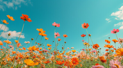Pastel Dreamscape: Serene Cosmos Flower Field with Clear Blue Sky
