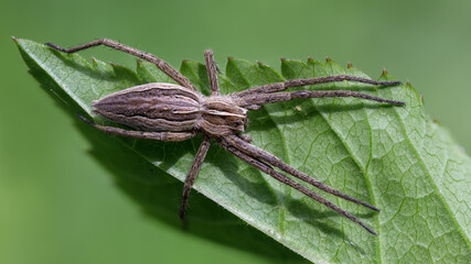 Listspinne - Pisaura mirabilis