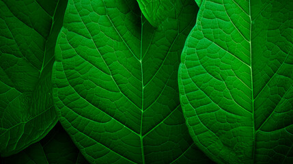 A green leaf with a dark backdrop
