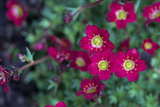 Many red flowers of a Saxifraga photographed from above with a green bokeh background
