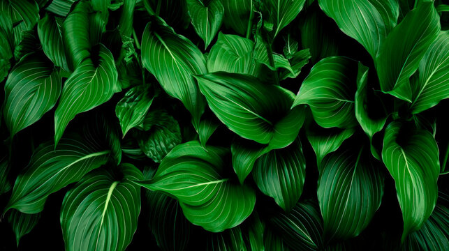 Green plant leaves in close-up