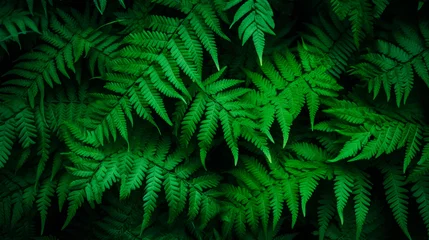 Tuinposter Close-up of fern leaf in lush forest © StockKing