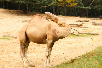 Camel scratching its head with a comical expression, showcasing its flexible neck and amusing...