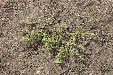 Closeup of prickly saltwort or prickly glasswort (Salsola kali) growing in sandy coastal soil on the island of Jussarö in summer, Rasepori, Finland.