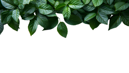 Green leaves PNG. Green leaf border PNG. Green lush leaves top view isolated. Green leaf copy space as concept for nature preservation and ecology importance