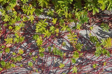 Closeup of common silverweed wildflower (Argentina anserina) growing on rocky seashore on the island of Tiirakari in summer, Helsinki, Finland.