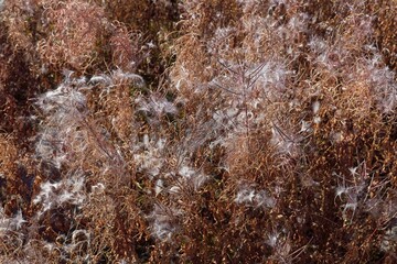 Closeup of down feathers scattered across the ground in summer.