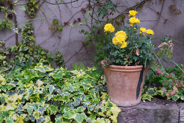 Fototapeta na wymiar Maceta con flores amarillas en primavera
