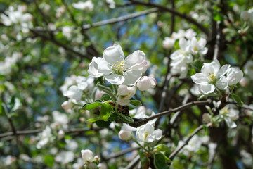 Blooming apple tree in the garden in spring.