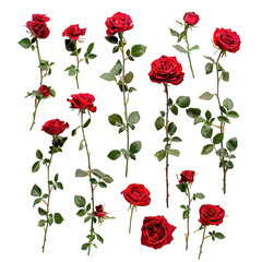 Multiple image of red rose on isolated, transparent, alpha background png