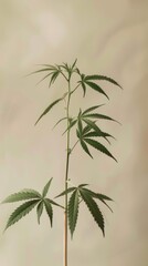 Fototapeta na wymiar Single cannabis plant with a beige background