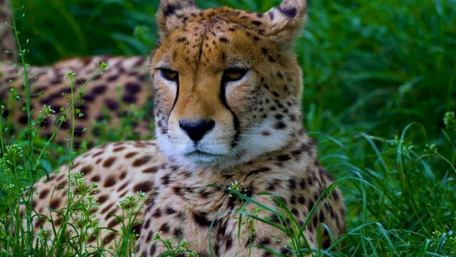 leopard lies in green grass