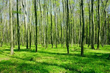 Lawn with green grass in a young beech spring forest on a sunny day