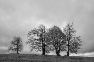 Black and white trees