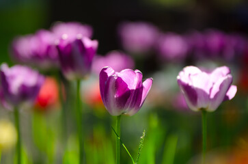 Purple and white tulips close-up in the park