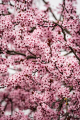 Japanische Zierkirsche in der Blühte