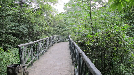 G10 China Selva verde Bosque virgen naturaleza