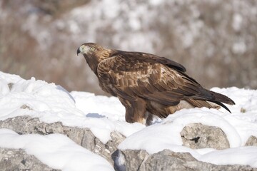 Golden eagle no the snow