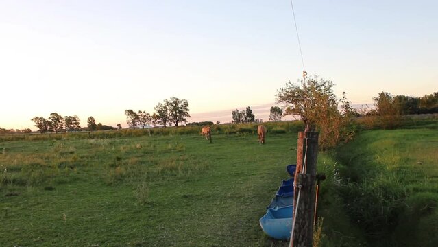 Caballos criollos en el campo de la Pampa Sudamericana de Argentina. El potro y la yegua pastando en el corral con hierba verde, con prados rurales al atardecer con &aacute;rboles y fondo de cielo azul.   