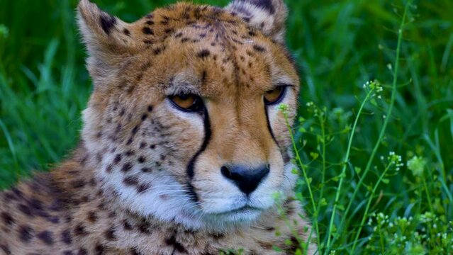 portrait of a cheetah in the grass