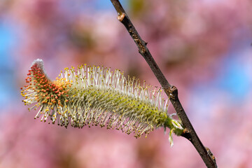 ネコヤナギと花びら