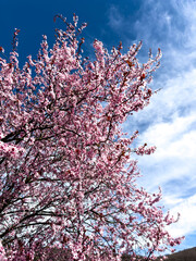 Blooming cherry tree with blue sky
