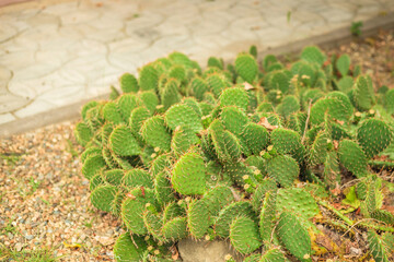A group of flat cacti with large and strong spines in the botanical garden.