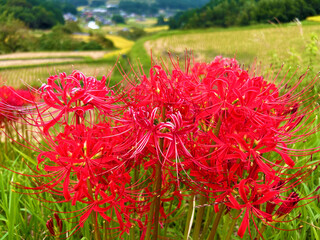 真っ赤に咲く彼岸花