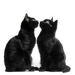 two cats seeing each other