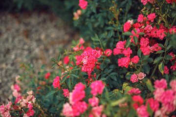 pink roses on stems in the garden. beautiful pink flowers.The concept of nature and the street. Close-up.