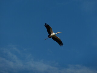 Crane bird flying over