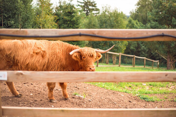 A brown highland Scottish cow. Breeding cattle.