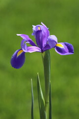 Violet Iris flower on different backgrounds in garden