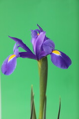 Violet Iris flower on different backgrounds in garden