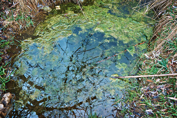 Stagnant water with abnormal growth of dangerous plants, algae and phytoplankton. Close-up