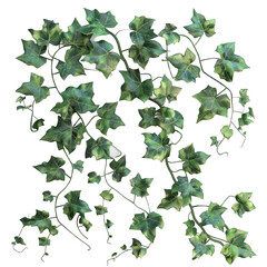 green leaves from Javanese treebine or grape ivy (Cissus spp.), a jungle vine and hanging ivy plant bush foliage, isolated on a white background with a clipping path. - obrazy, fototapety, plakaty
