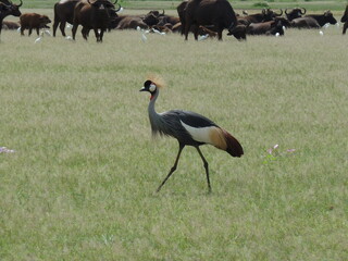 Crane walking