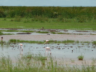 hippo in water with birds