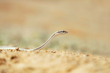 Afroasian sand snake, Psammophis schokari, Desert National Park, Rajasthan