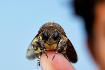 Compound eyes of Death's head hawk moth on a finger, Acherontia atropos, Satara, Maharashtra, India